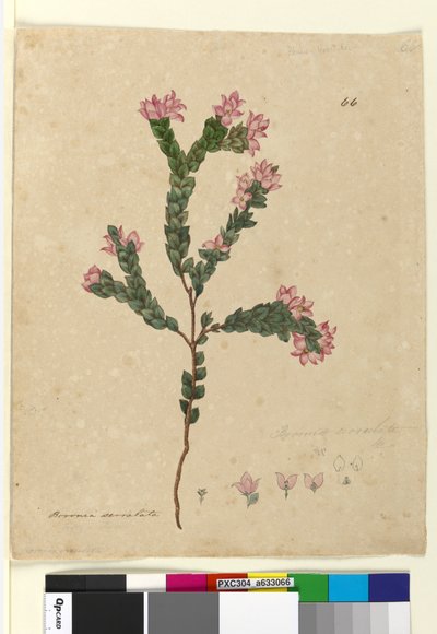 Page 66. Boronia serrulata by John William Lewin
